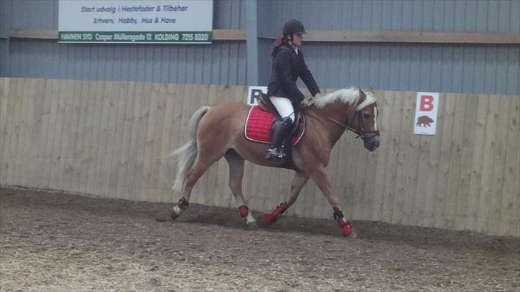 Haflinger Adima - Prinsessen - (16) Prinsessen og jeg opvarmer til stævne i KLØR Foto: Ditte billede 16