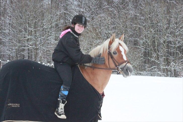 Haflinger Adima - Prinsessen - (17) Vinter 2010 <3 Foto: Ditte billede 17