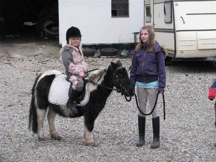 Shetlænder Minnie - Thea og Sarah sammen med Minnie billede 12