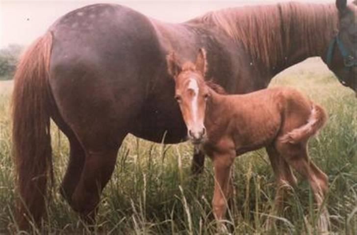 Anden særlig race Little Girl      R.I.P - Little som lille. Mener hun er 3 timer gammel... Cuuute :´) billede 10