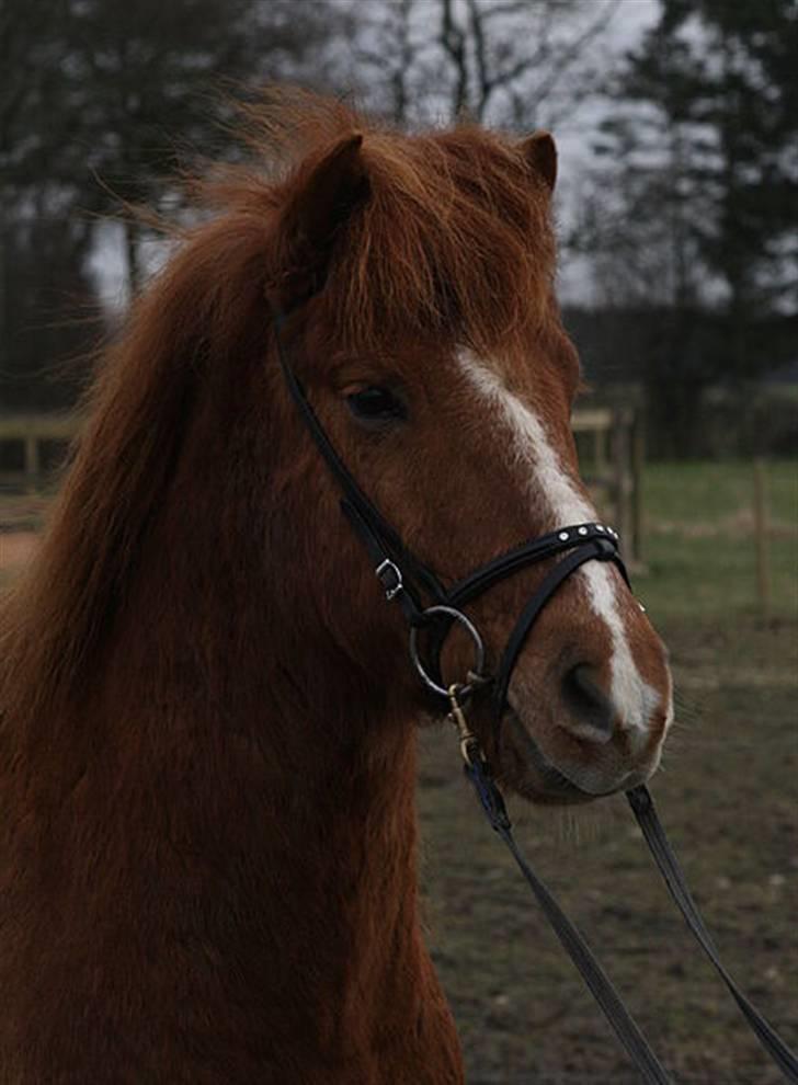 Islænder Jarl fra Nøddegården  billede 19