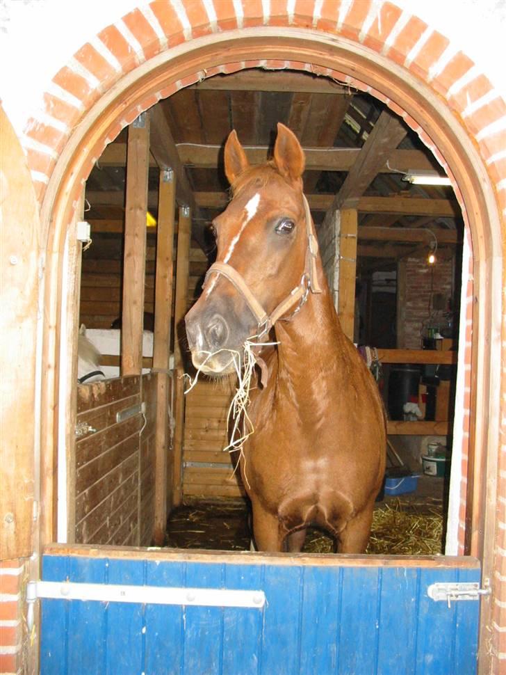 Anden særlig race Little Girl      R.I.P billede 13