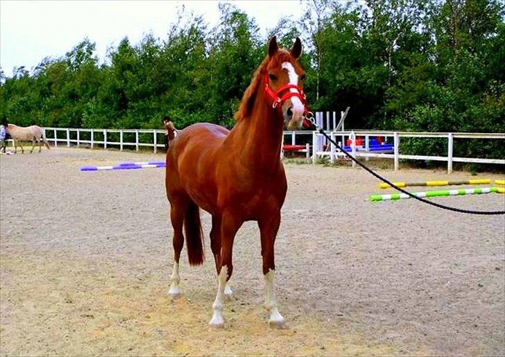 Hollandsk Sportspony | Remy - Det bedste jeg ved i hele verden! billede 1