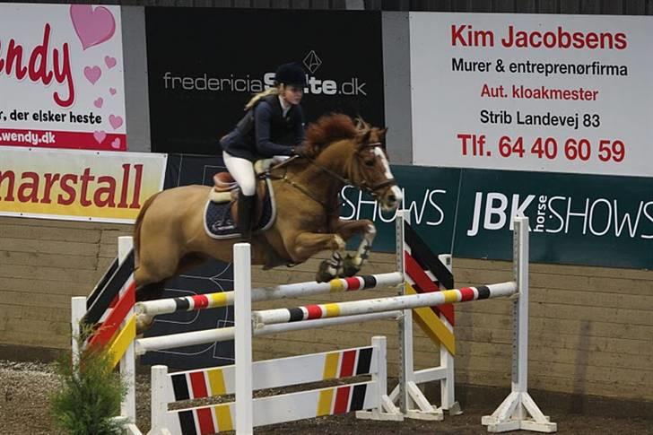 Hollandsk Sportspony | Remy - MA i Fredericia, bom på sidste spring :)  billede 2