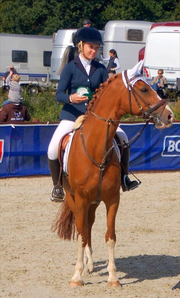 Hollandsk Sportspony | Remy - Så smuk! :-) billede 4