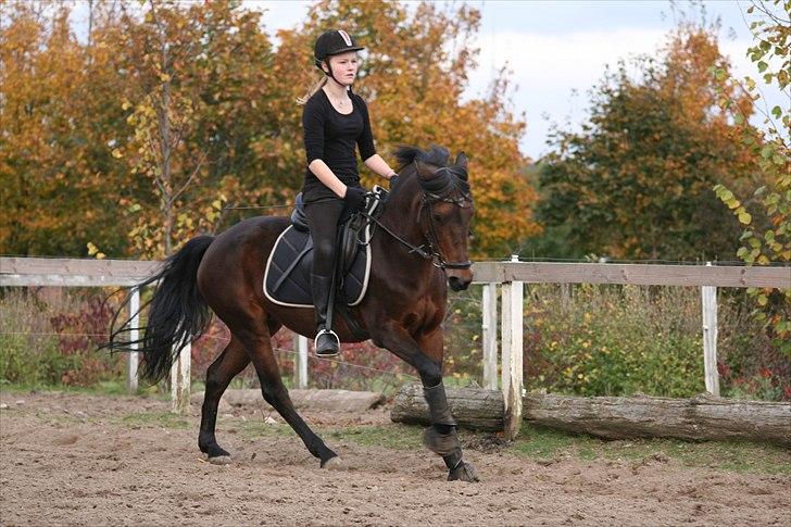 Anden særlig race Bonnie  - God samlet galop :-) træning på en dejlig efterårsdag. billede 5