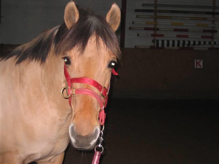 Anden særlig race Tulle - elsker diig!! billede 20