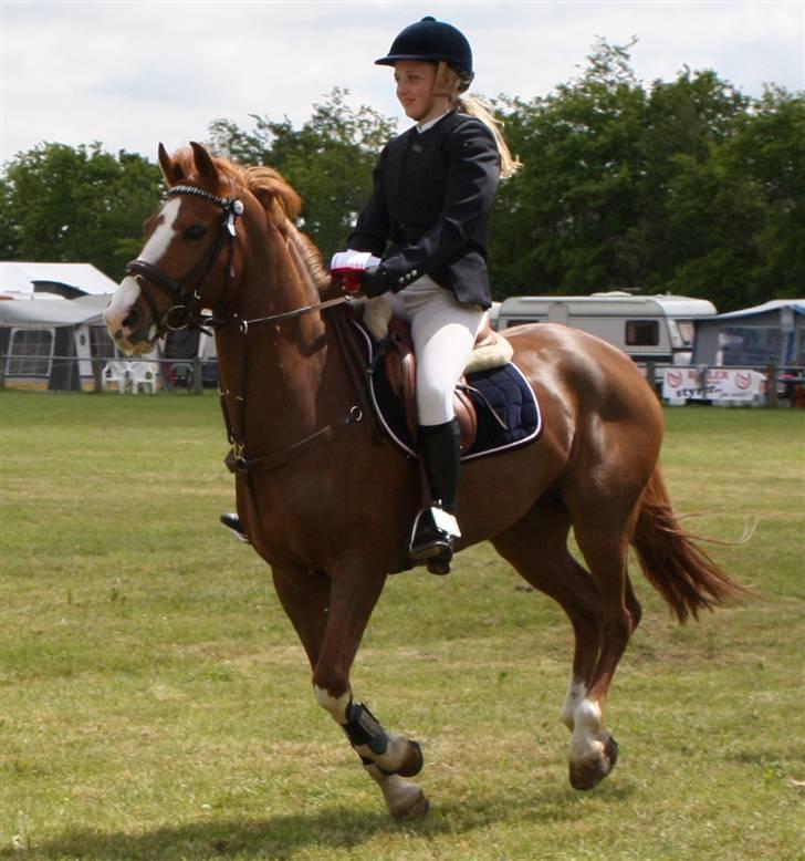 Hollandsk Sportspony | Remy - Sdr. Hygum 09 - 1. plads i LB - æresrunde :) billede 10