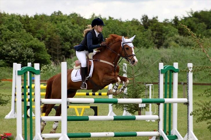 Hollandsk Sportspony | Remy - Sydjysk i Guladger 2010 :)  billede 11