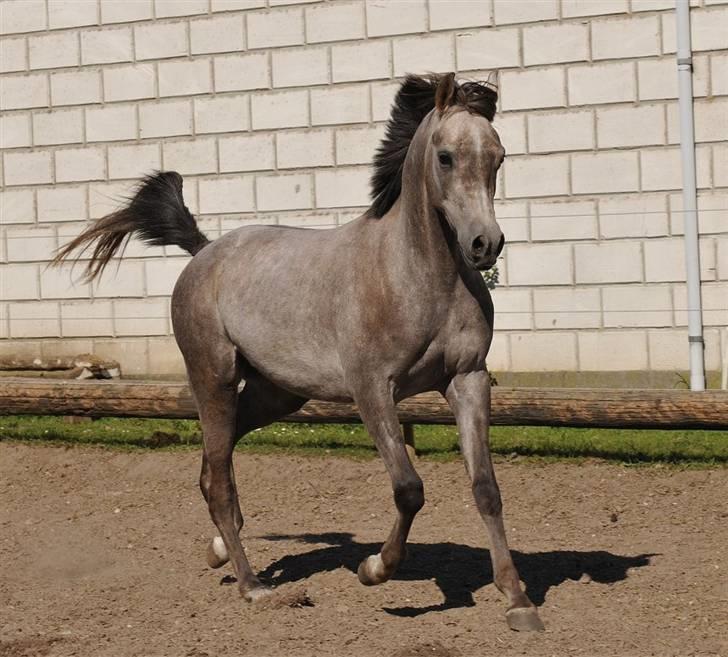 Arabisk fuldblod (OX) Magic White Dream - Magic da jeg så ham første gang. billede 6