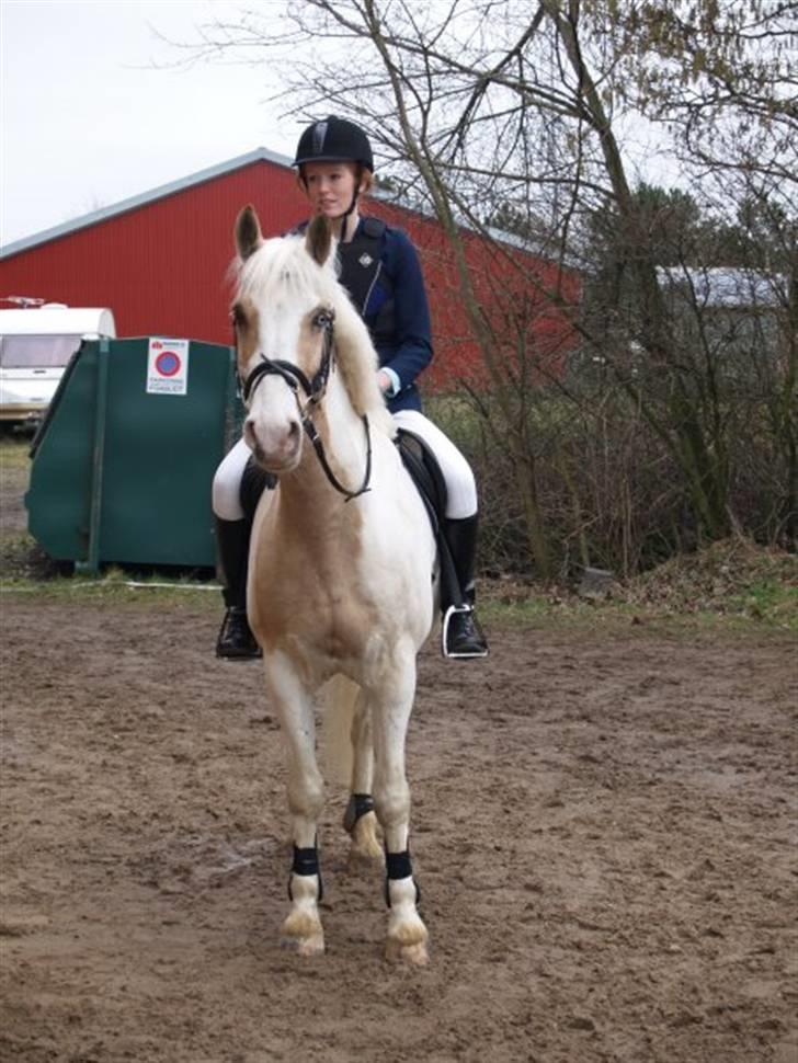Anden særlig race Charlie billede 20