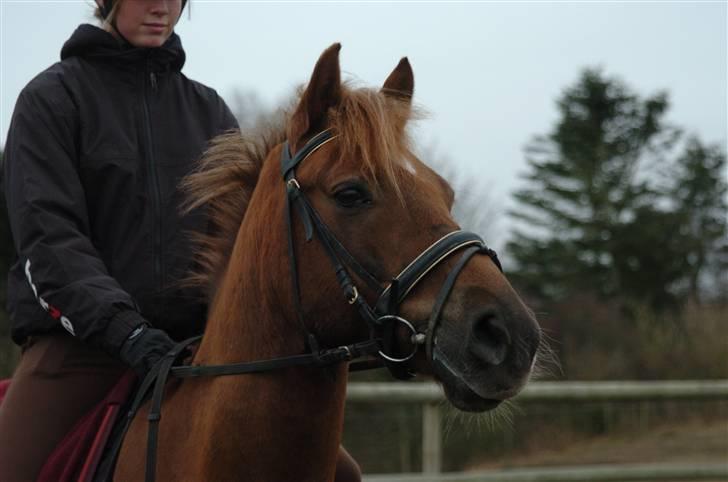 Belgisk Sportspony Freddy  billede 7