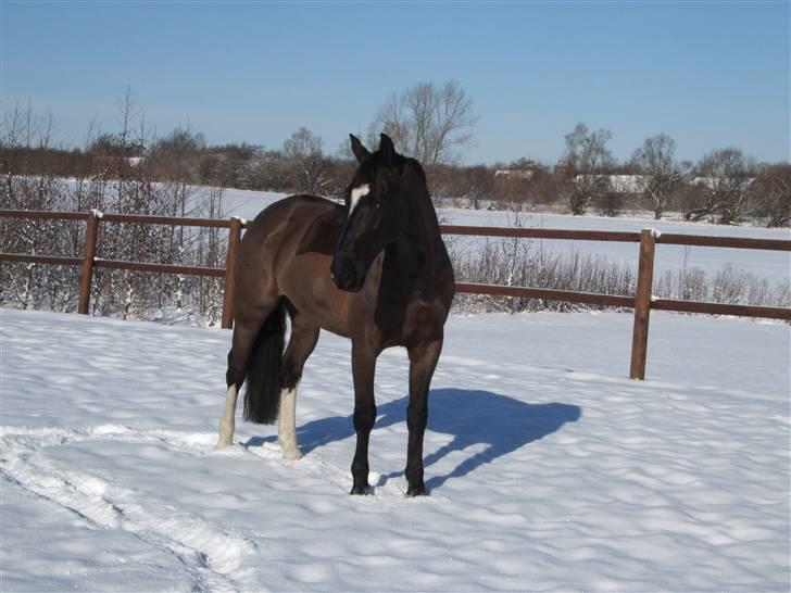 Oldenborg Kyllingegårdens Bubber - I sneen februar 2009 billede 20