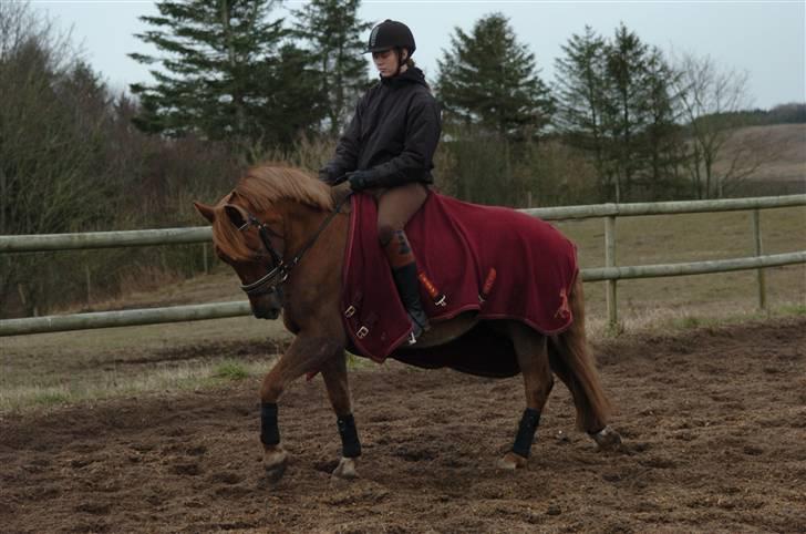 Belgisk Sportspony Freddy  billede 9