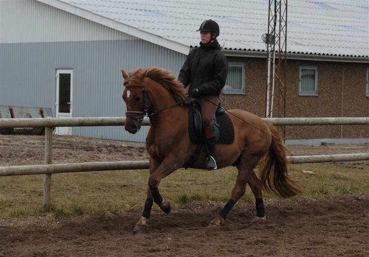 Belgisk Sportspony Freddy  billede 12