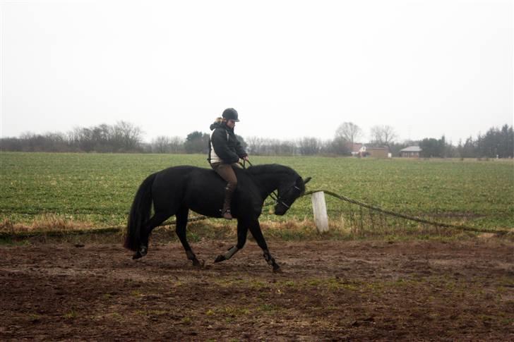 Oldenborg mitzi af østmark - NYT- 14.03.09 - Hun er da ret dygtig billede 14