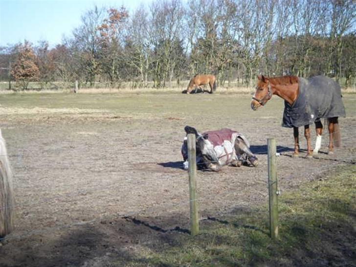 Knabstrupper Valerias Leonora - leo på marken, gaaab.. billede 2