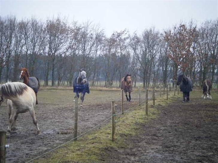 Knabstrupper Valerias Leonora - leo der leger på marken.. billede 3