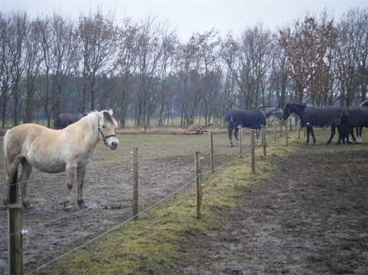Knabstrupper Valerias Leonora - uhh er der heste ved siden af..?? og kan de spises..:P billede 4