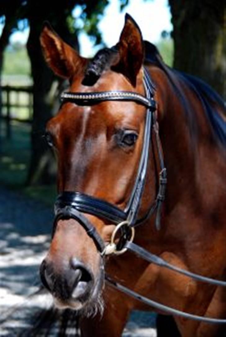 Dansk Varmblod lundebakken's gordon-diva - velkommen til lundebakken´s gordons profil billede 1