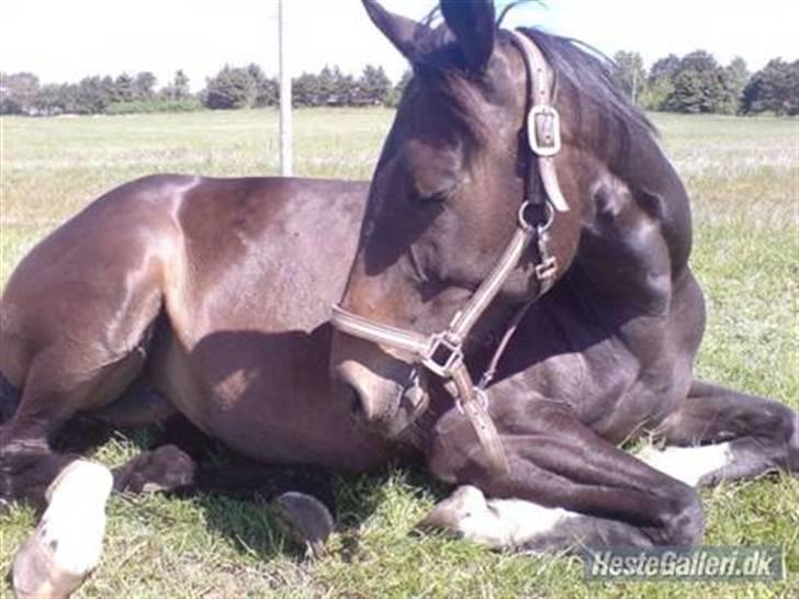 Fuldblod (XX) Magic  - Da jeg havde haft Magic i 2 måneder.  billede 7