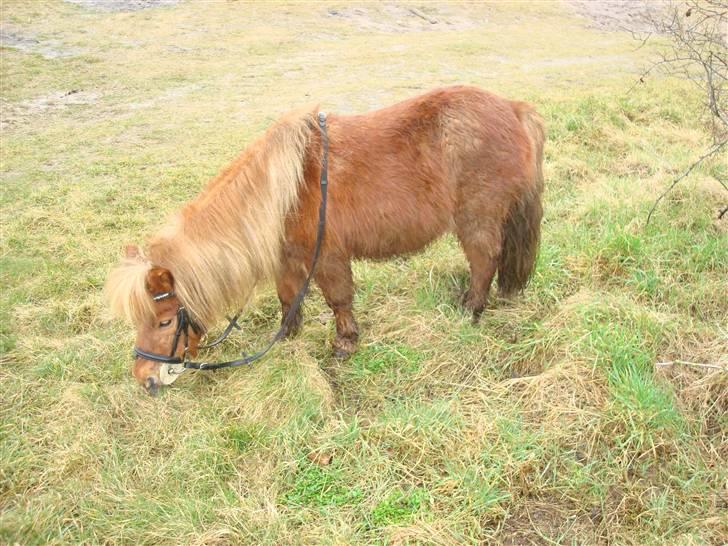 Anden særlig race Galir (R.I.P.) - Så sød en pony <3 billede 1
