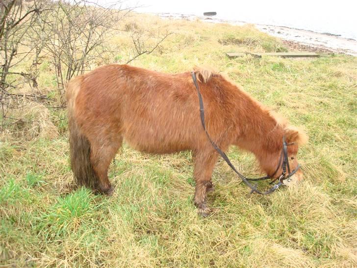 Anden særlig race Galir (R.I.P.) billede 2