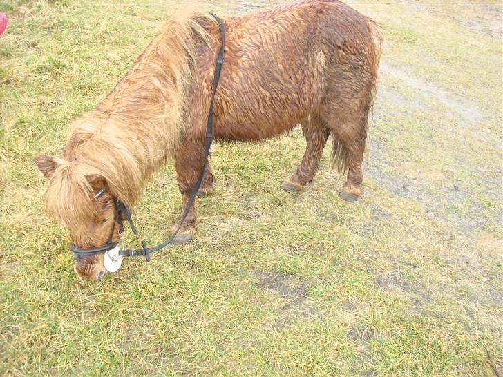 Anden særlig race Galir (R.I.P.) billede 3