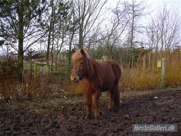 Anden særlig race Freyja R.I.P billede 2