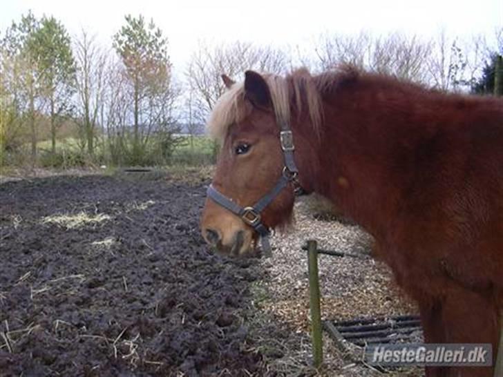 Anden særlig race Freyja R.I.P billede 3