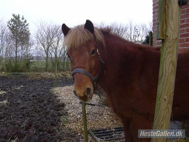 Anden særlig race Freyja R.I.P billede 4