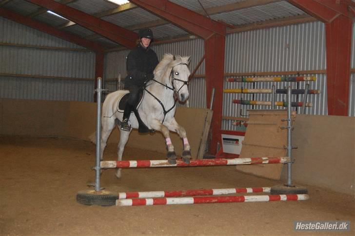 Connemara Rex Sixteen {Solgt} billede 9