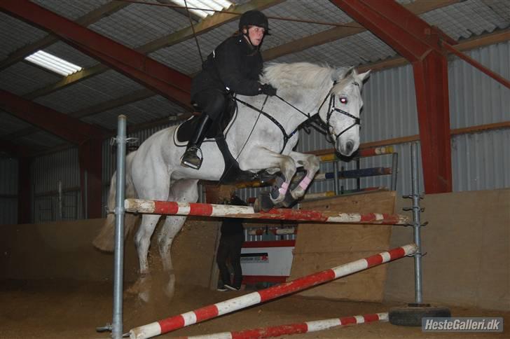 Connemara Rex Sixteen {Solgt} - 2. gang jeg springer ham :D <3.  billede 11