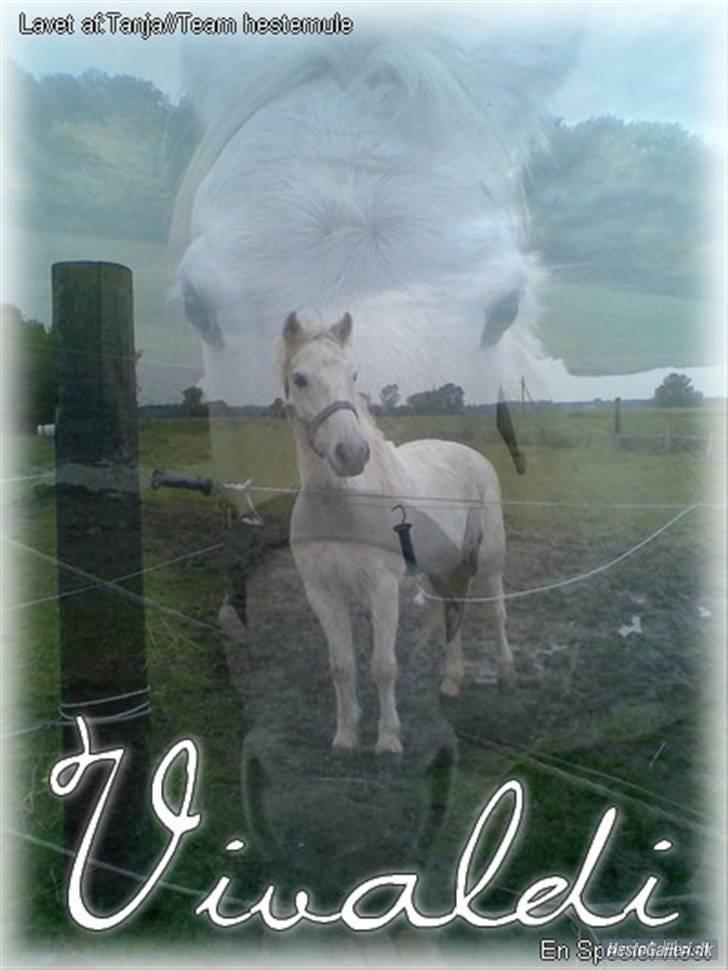 Welsh Pony (sec B) vivaldi - wow super fedt billed billede 10