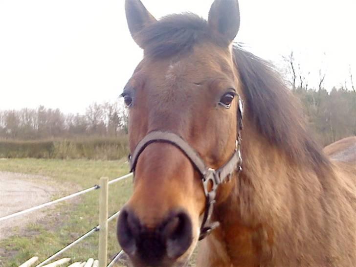 Anden særlig race Jarco   (SOLGT) - han er bare en engel han betyder altxD billede 10