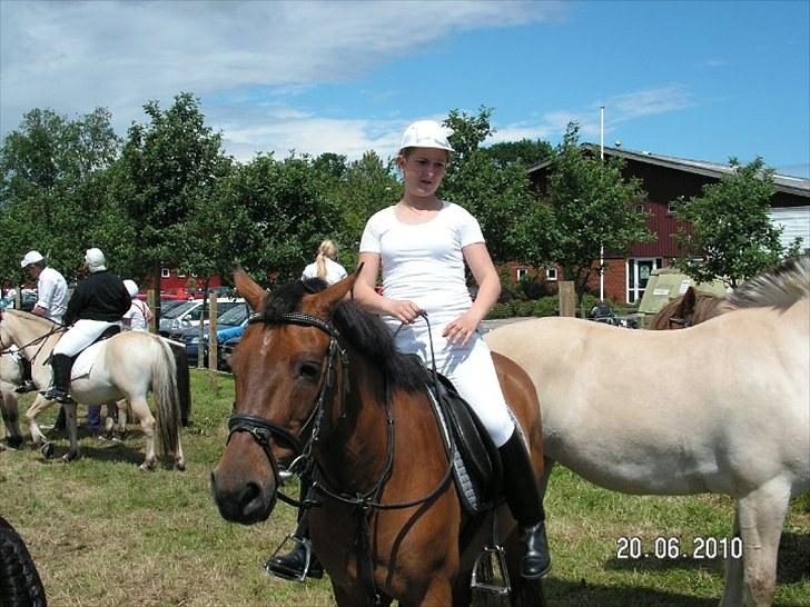 Anden særlig race Jarco   (SOLGT) - til ringridning i augustenborg<3  billede 12