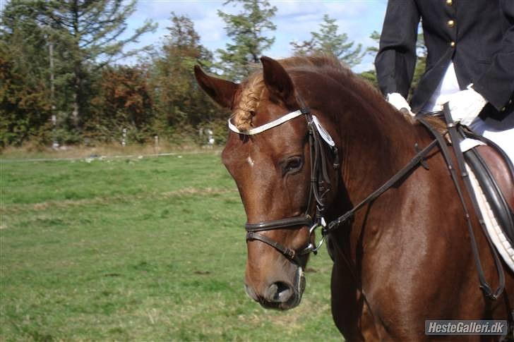 New Forest Brentebjergs 007 <33 - Velkommen til Min Profil ! ;D  billede 1