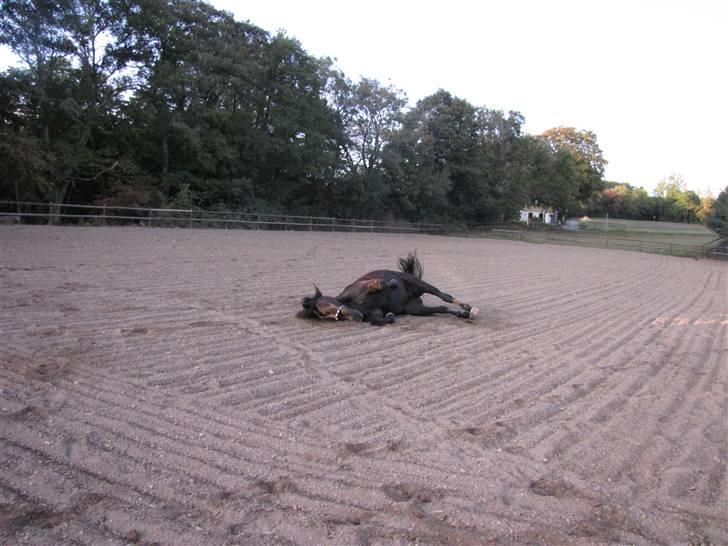 Dansk Varmblod Alexander  - Godnat med jer Foto: CHA billede 7