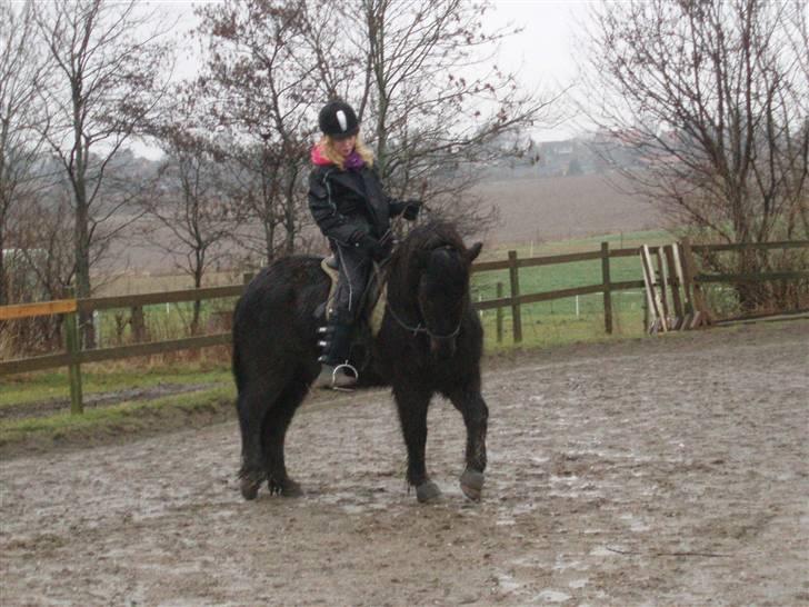 Islænder Illur fra Reskelund2  - hest - elsker dig! (; billede 14