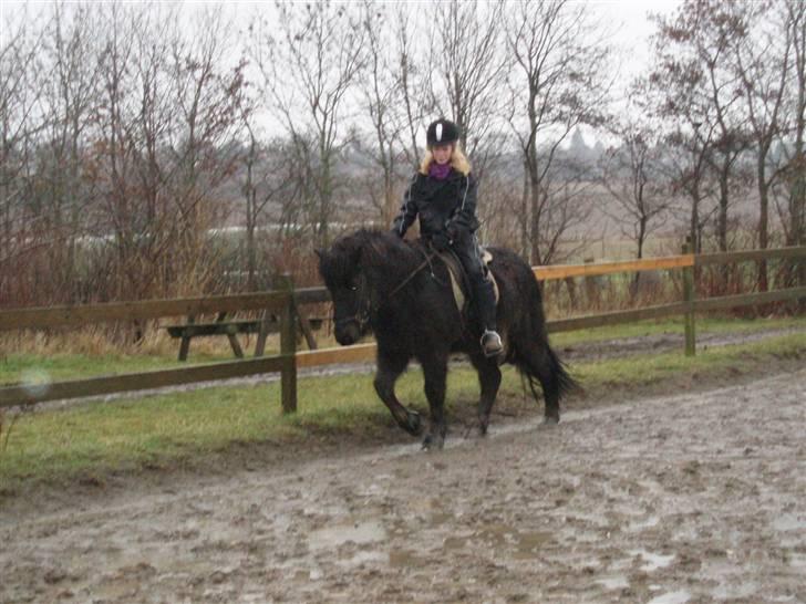 Islænder Illur fra Reskelund2  - lorte vejr. men kan ikke undvære at ride ham. billede 15