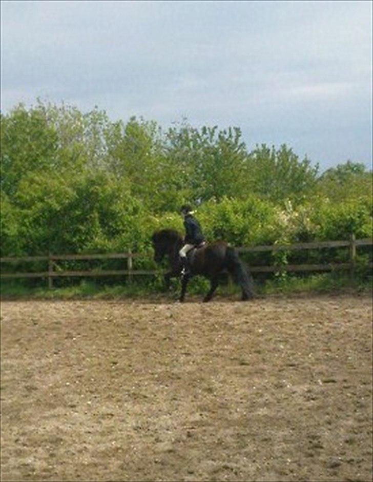Islænder Illur fra Reskelund2  - gallop :) opvarmning inden stævne billede 16