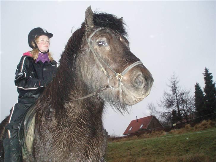 Islænder Illur fra Reskelund2  - to arter. samme elskende hjerte. billede 17