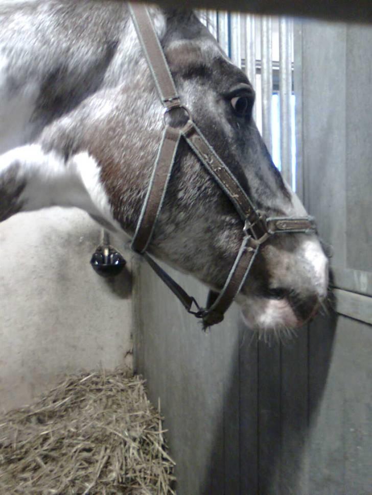 Anden særlig race Leifi <'3 - her er leifi <`3 billede 1