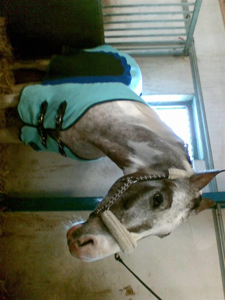 Anden særlig race Leifi <'3 - ej hvor godt at jeg fik dækken på jeg frøs helt vildt  billede 2