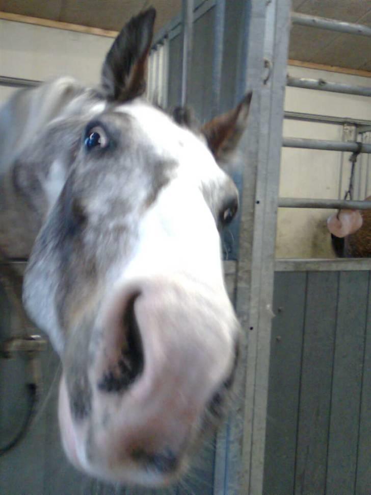 Anden særlig race Leifi <'3 - kig mig dybt ind i øjene  billede 3