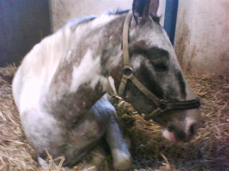 Anden særlig race Leifi <'3 - bare gi mig 5 min. så er jeg klar  til at ride  billede 4