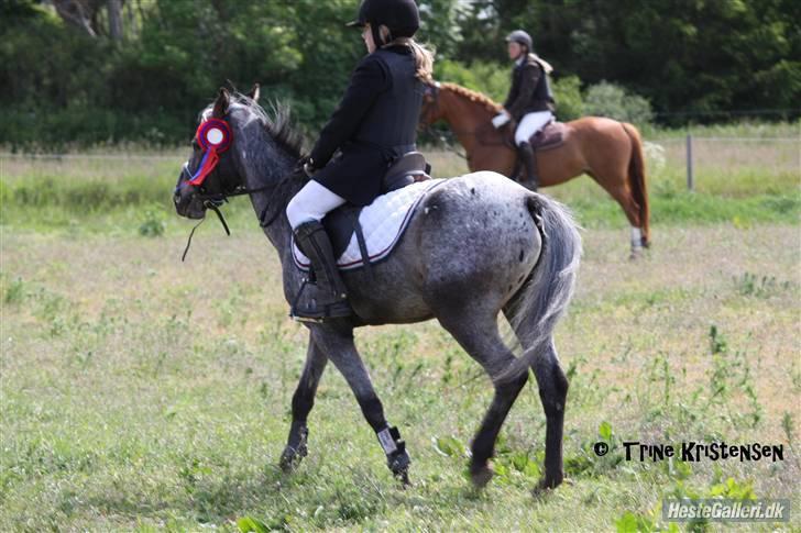 Amerikansk Pony springer SMOKY - 14) mig og smoky der er til springstævne i gammel estrup rideklub fik en u-sløjfe billede 14