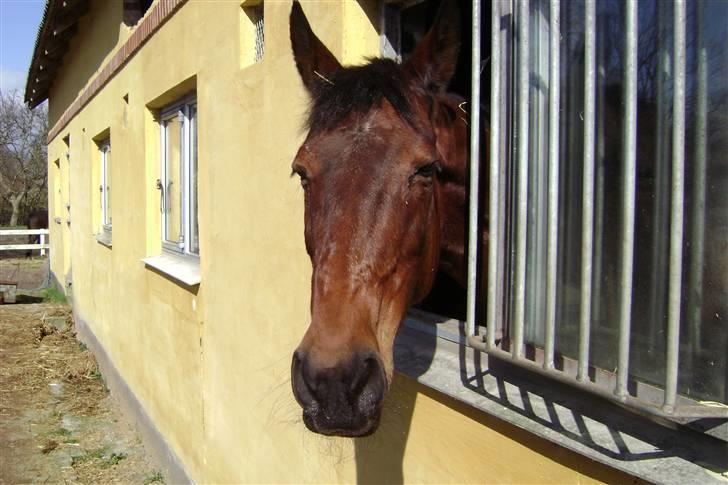 Anden særlig race Rinal (RIP) - heej moar xD billede 19