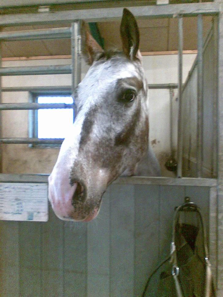 Anden særlig race Leifi <'3 - jeg keder  mig jeg tror lige jeg ser hvad de andre laver  billede 5