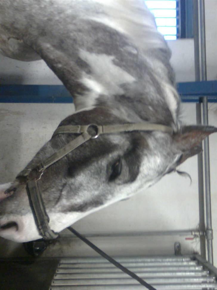 Anden særlig race Leifi <'3 - det har været en hård dag så jeg står lige og stener den  billede 6